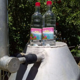 گلاب قمصر کاشان (گلاب عیار 20) (گلاب 250 عدد گل) بیست لیتر با کیفیت خاص و تولید سنتی (قیمت عمده فروشی) ارسال رایگان فقط با باربری