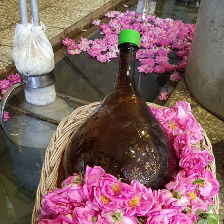 گلاب قمصر کاشان (گلاب عیار 20) (گلاب 250 عدد گل) بیست لیتر با کیفیت خاص و تولید سنتی (قیمت عمده فروشی) ارسال رایگان فقط با باربری